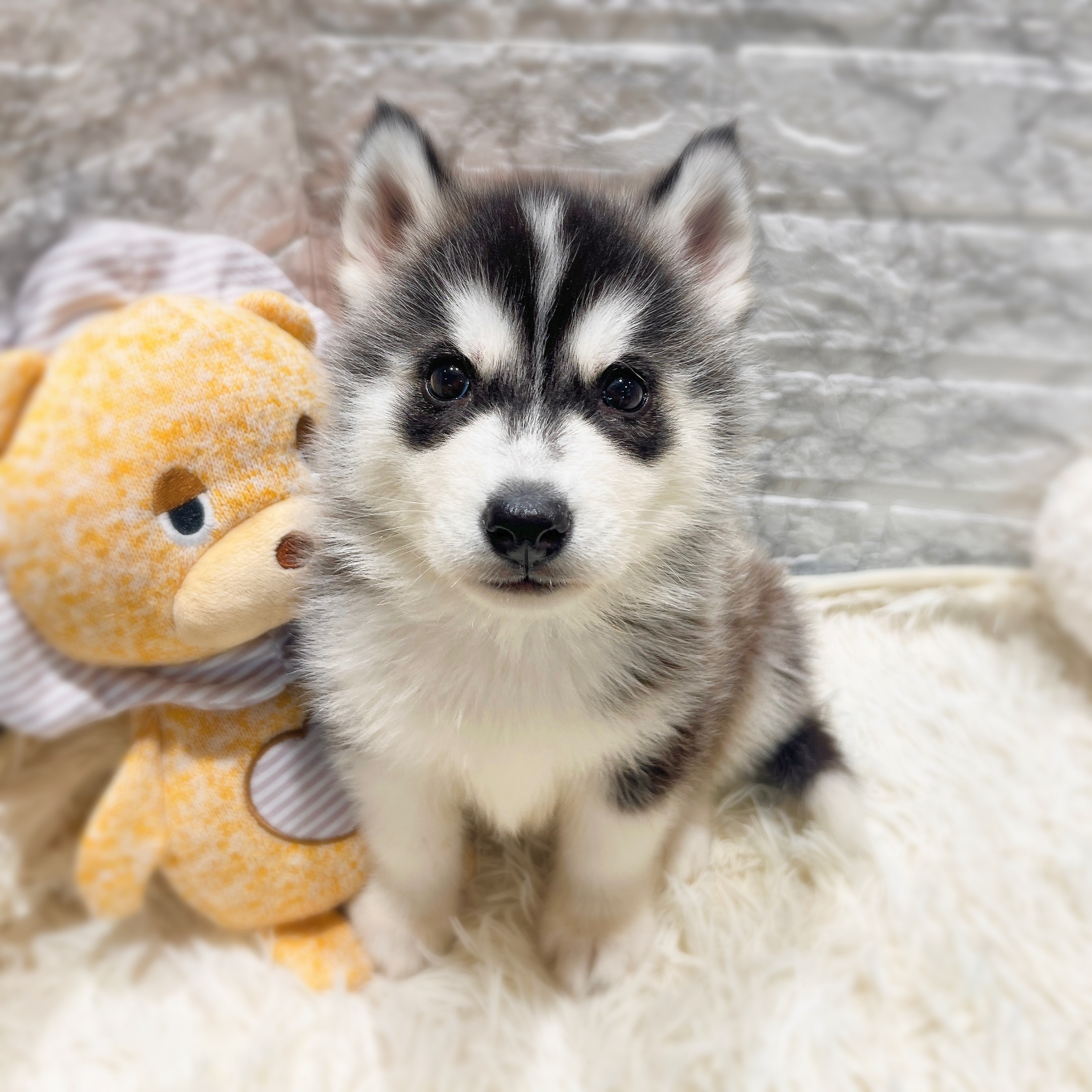 シベリアンハスキー男の子の写真