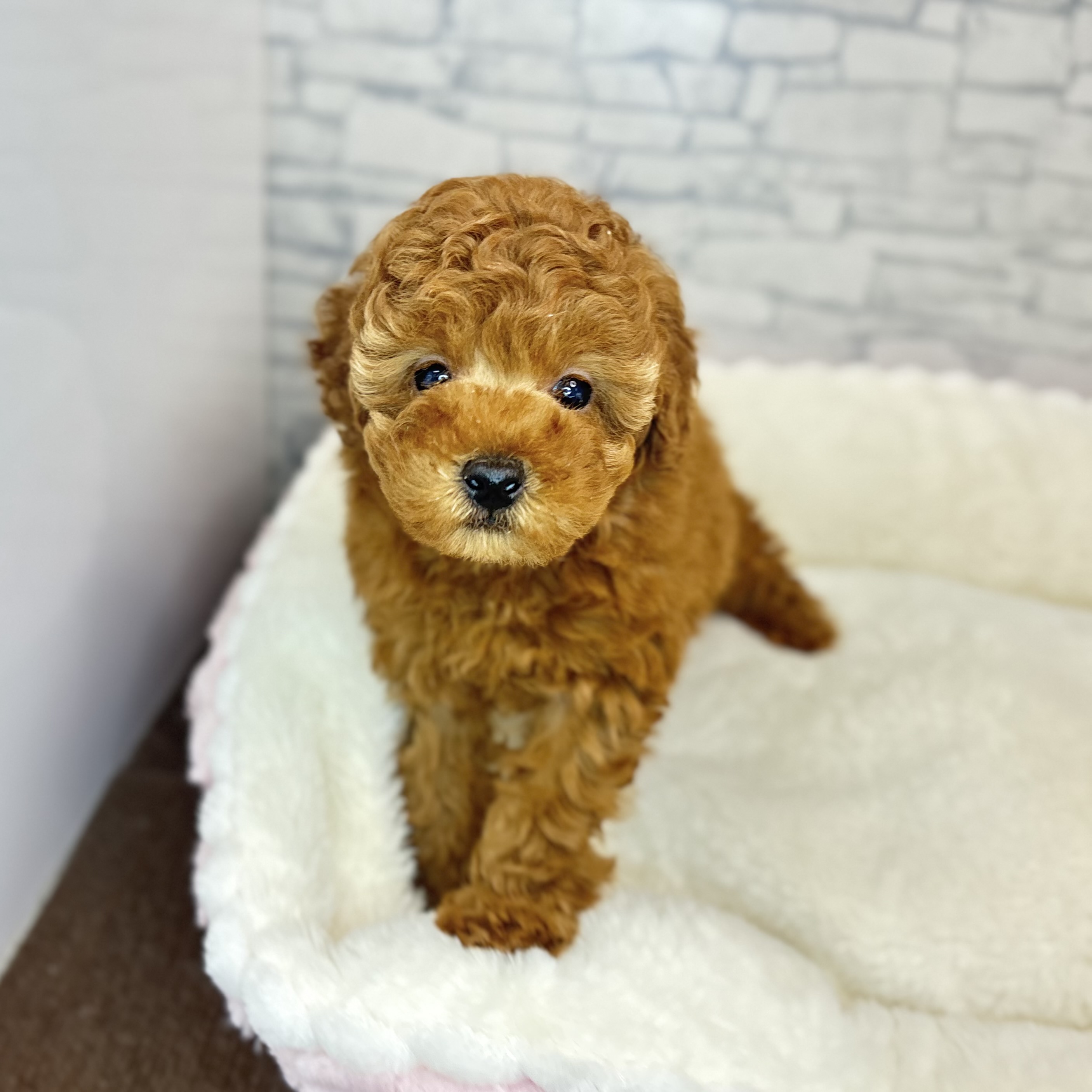 長野県のトイプードル(トイ) (犬の家＆猫の里長野店/2025年10月21日生まれ/男の子/レッドフォーン)の子犬の1枚目の画像