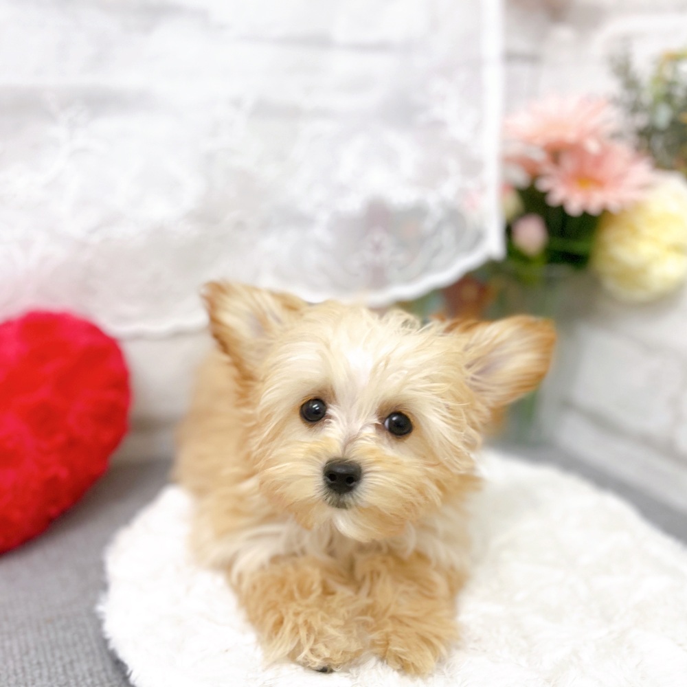 京都府のチワプー/プーチー(チワワ×プードル) (犬の家＆猫の里京都樟葉店/2025年10月20日生まれ/女の子/クリーム)の子犬の1枚目の画像