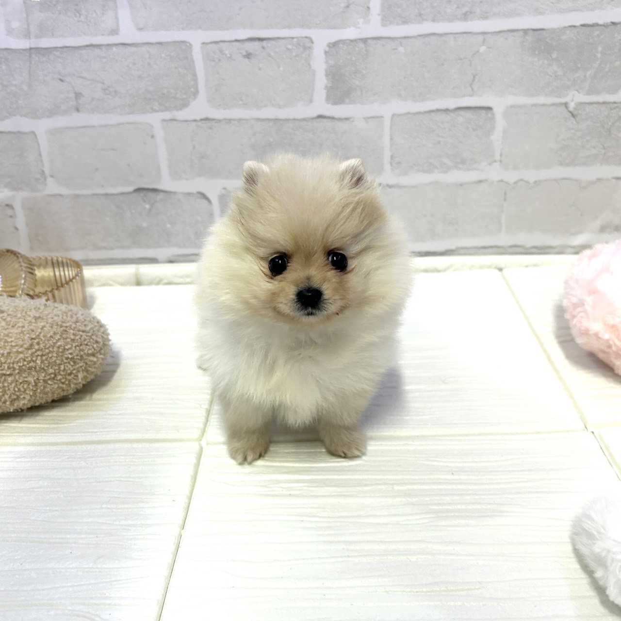 愛知県のポメラニアン (犬の家＆猫の里岡崎店/2025年10月27日生まれ/女の子/クリーム)の子犬の1枚目の画像