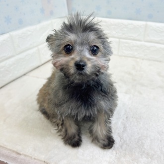 ハーフ犬女の子の写真