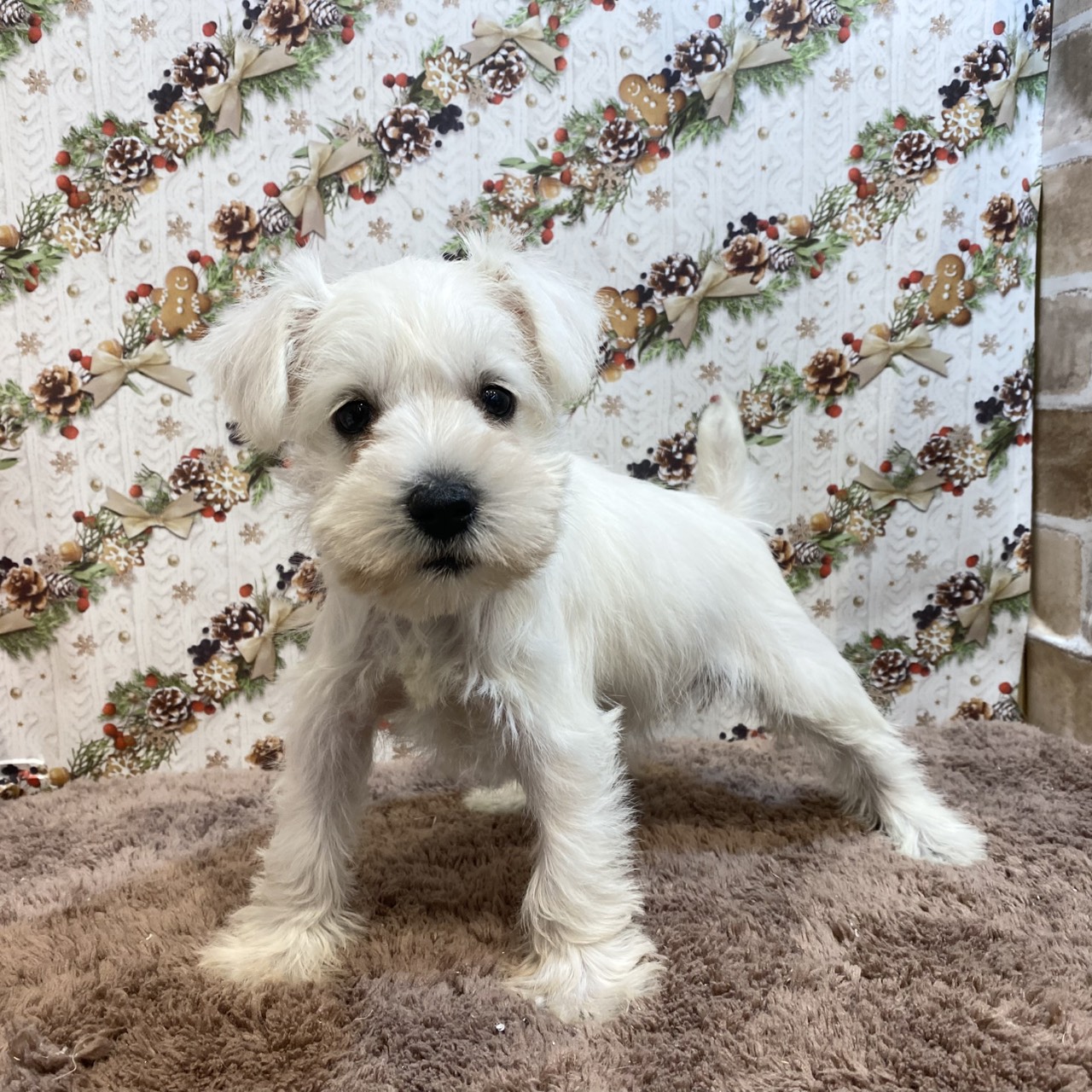 長野県のミニチュアシュナウザー (犬の家＆猫の里カインズ梓川店/2025年10月28日生まれ/女の子/ホワイト)の子犬