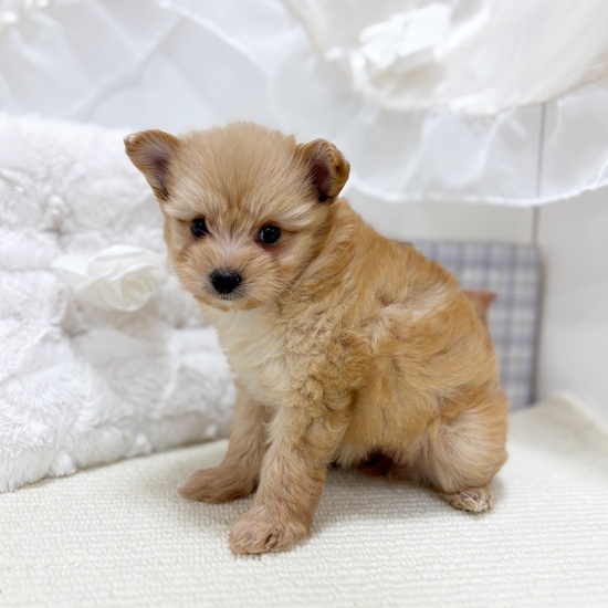 岐阜県のポメプー(ポメラニアン×プードル) (犬の家＆猫の里カラフルタウン岐阜店/2025年10月28日生まれ/女の子/アプリコット)の子犬の1枚目の画像