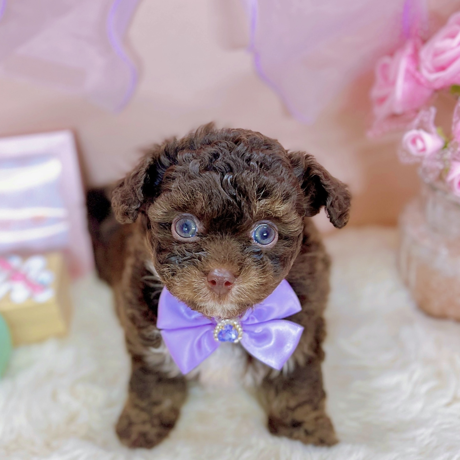 福井県のチワプー/プーチー(チワワ×プードル) (犬の家＆猫の里アミーゴ福井大和田店/2025年10月30日生まれ/女の子/チョコレートクリームホワイト)の子犬