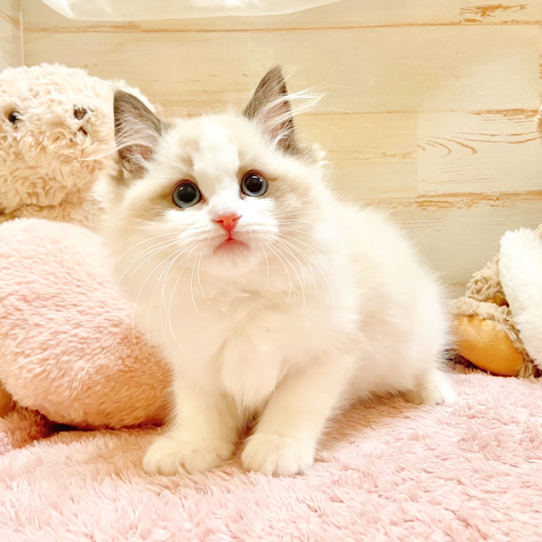 兵庫県のラグドール (犬の家＆猫の里神戸店/2025年11月1日生まれ/女の子/シールポイントバイカラー)の子猫の1枚目の画像