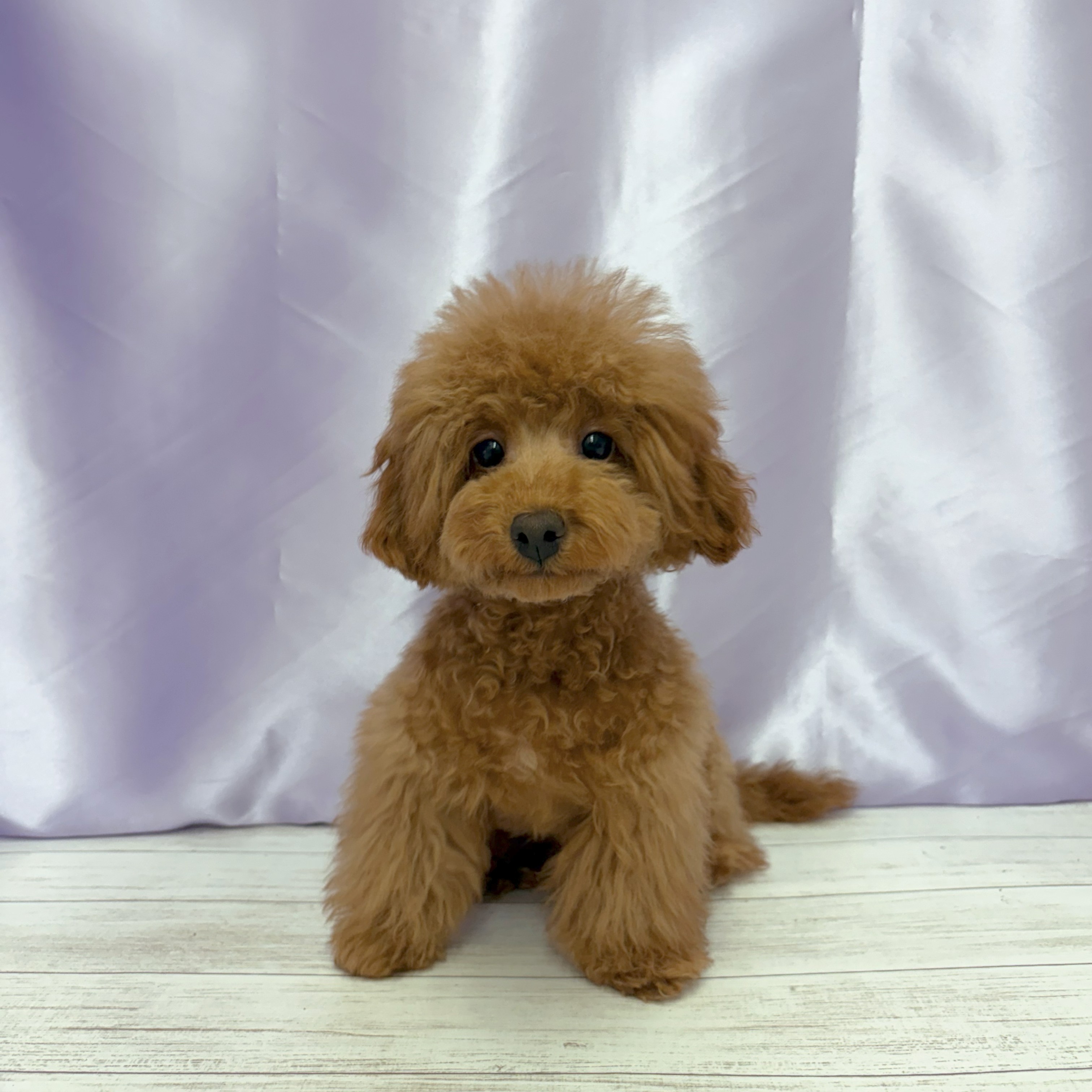 兵庫県のトイプードル(トイ) (犬の家＆猫の里尼崎店/2025年10月30日生まれ/男の子/レッドフォーン)の子犬の1枚目の画像