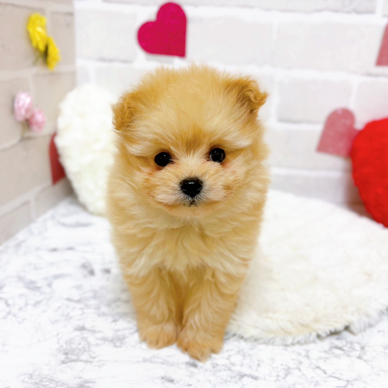 京都府のポメプー(ポメラニアン×プードル) (犬の家＆猫の里京都精華店/2025年11月1日生まれ/男の子/クリーム)の子犬