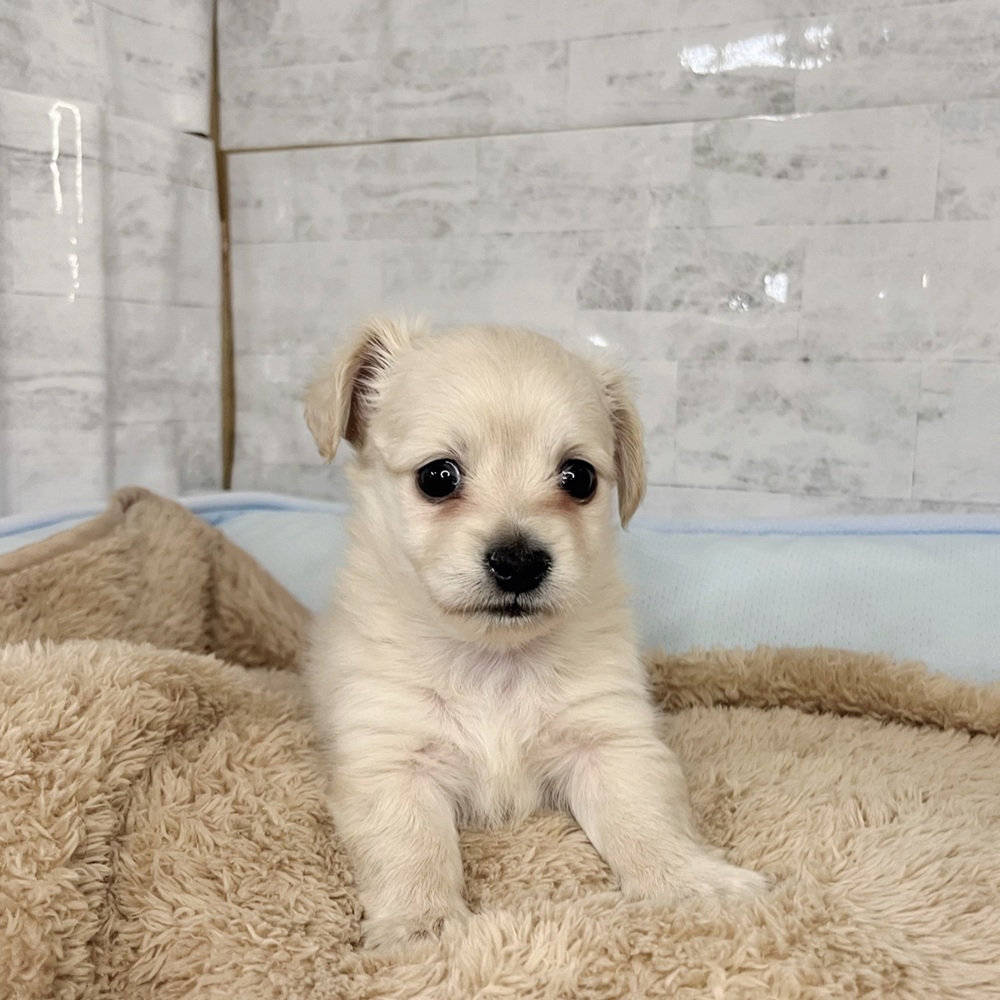 長野県のチワックス(チワワ×ダックス) (犬の家＆猫の里塩尻店/2025年11月2日生まれ/男の子/イエロー)の子犬の1枚目の画像