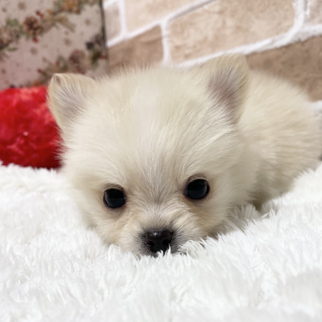 長野県のポメチワ/チワポメ/ポメチー(ポメラニアン×チワワ) (犬の家＆猫の里カインズ梓川店/2025年11月2日生まれ/女の子/クリーム)の子犬の1枚目の画像