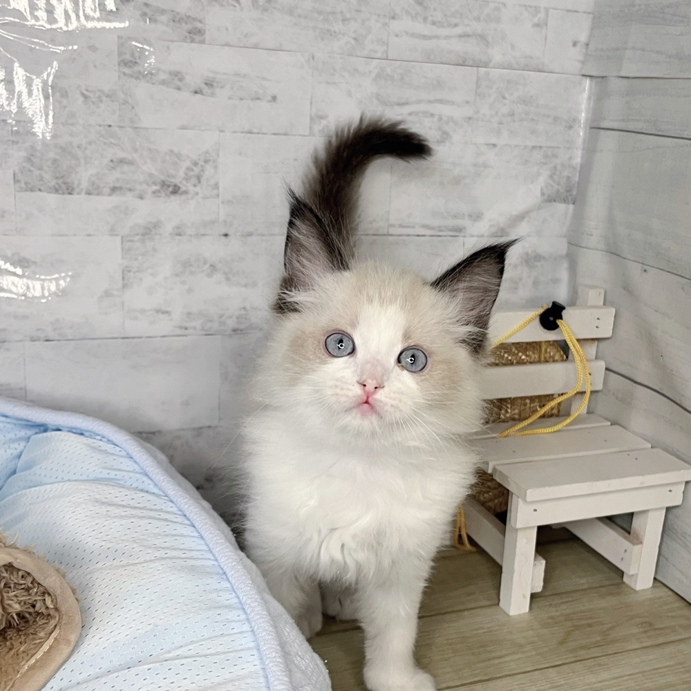 長野県のラグドール (犬の家＆猫の里塩尻店/2025年11月2日生まれ/男の子/シールポイントバイカラー)の子猫の1枚目の画像