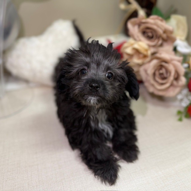 千葉県のチワプー/プーチー(チワワ×プードル) (犬の家＆猫の里ワンズモール稲毛店/2025年11月10日生まれ/男の子/ブラック)の子犬の1枚目の画像