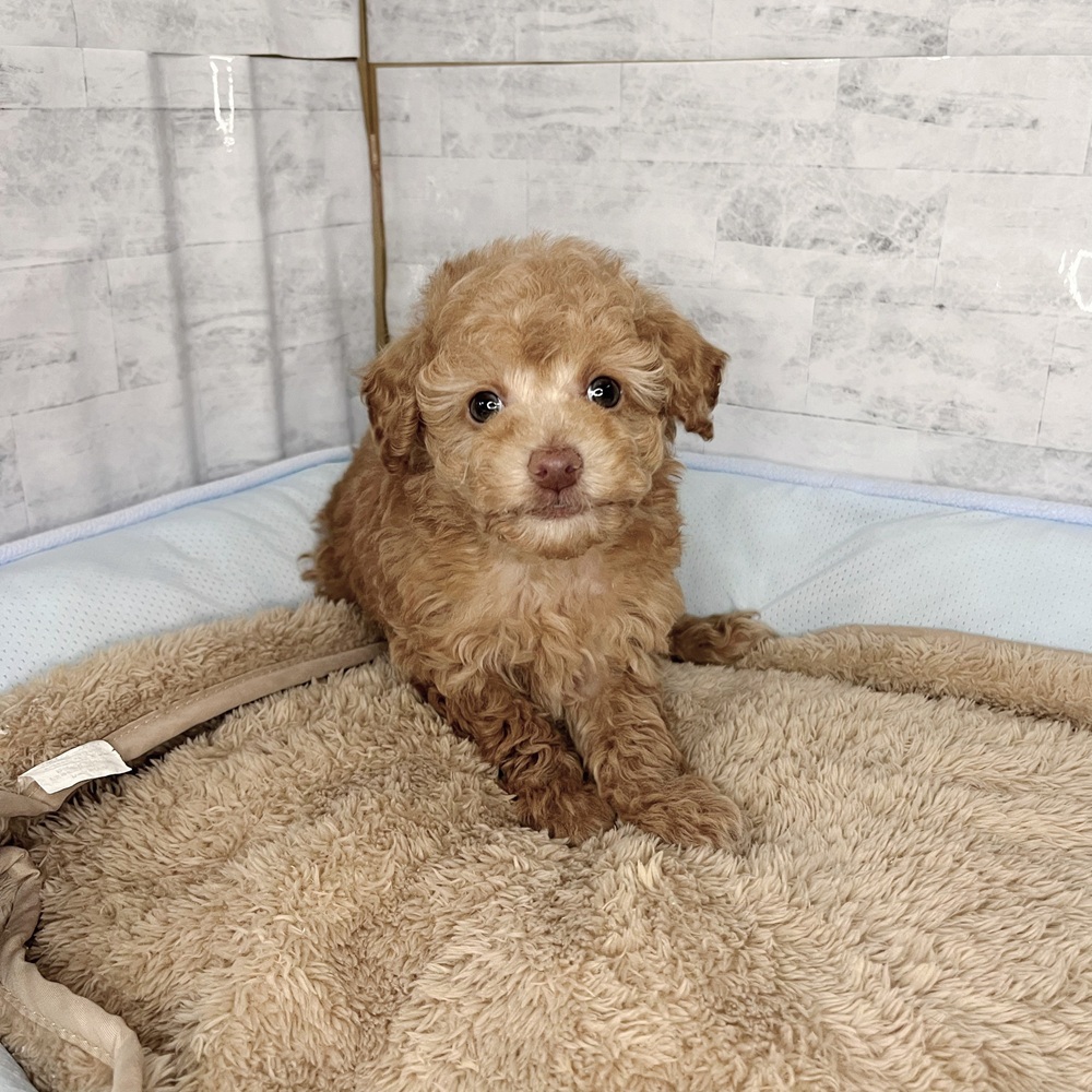 長野県のトイプードル(トイ) (犬の家＆猫の里塩尻店/2025年11月10日生まれ/男の子/アプリコット)の子犬の1枚目の画像