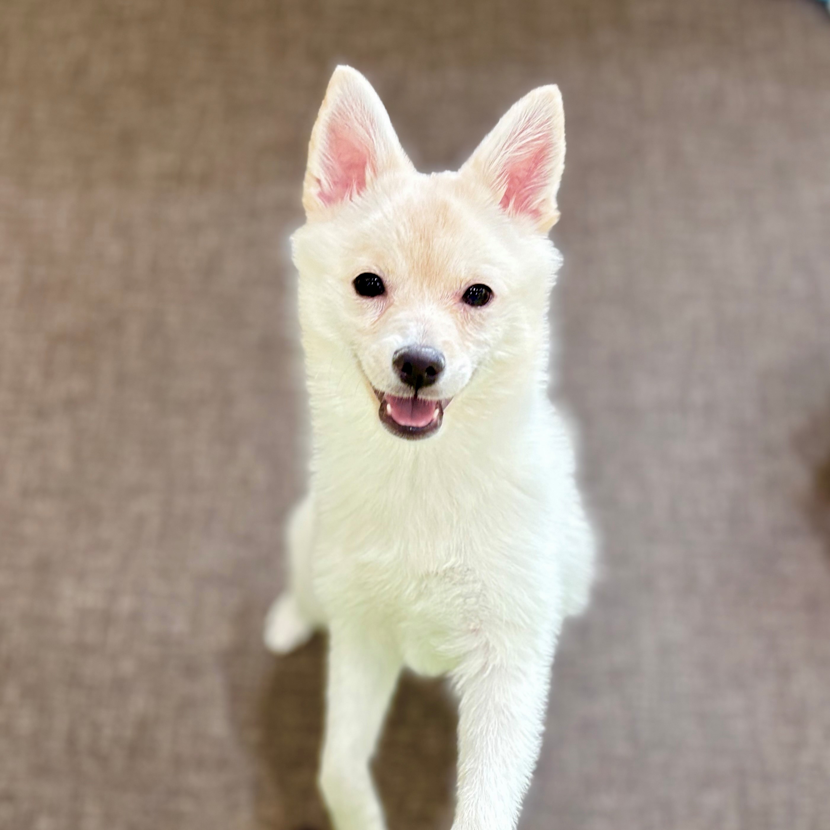 長野県のチワ柴/柴チワ/チワシバ(チワワ×柴) (犬の家＆猫の里長野店/2025年11月8日生まれ/女の子/白)の子犬の1枚目の画像