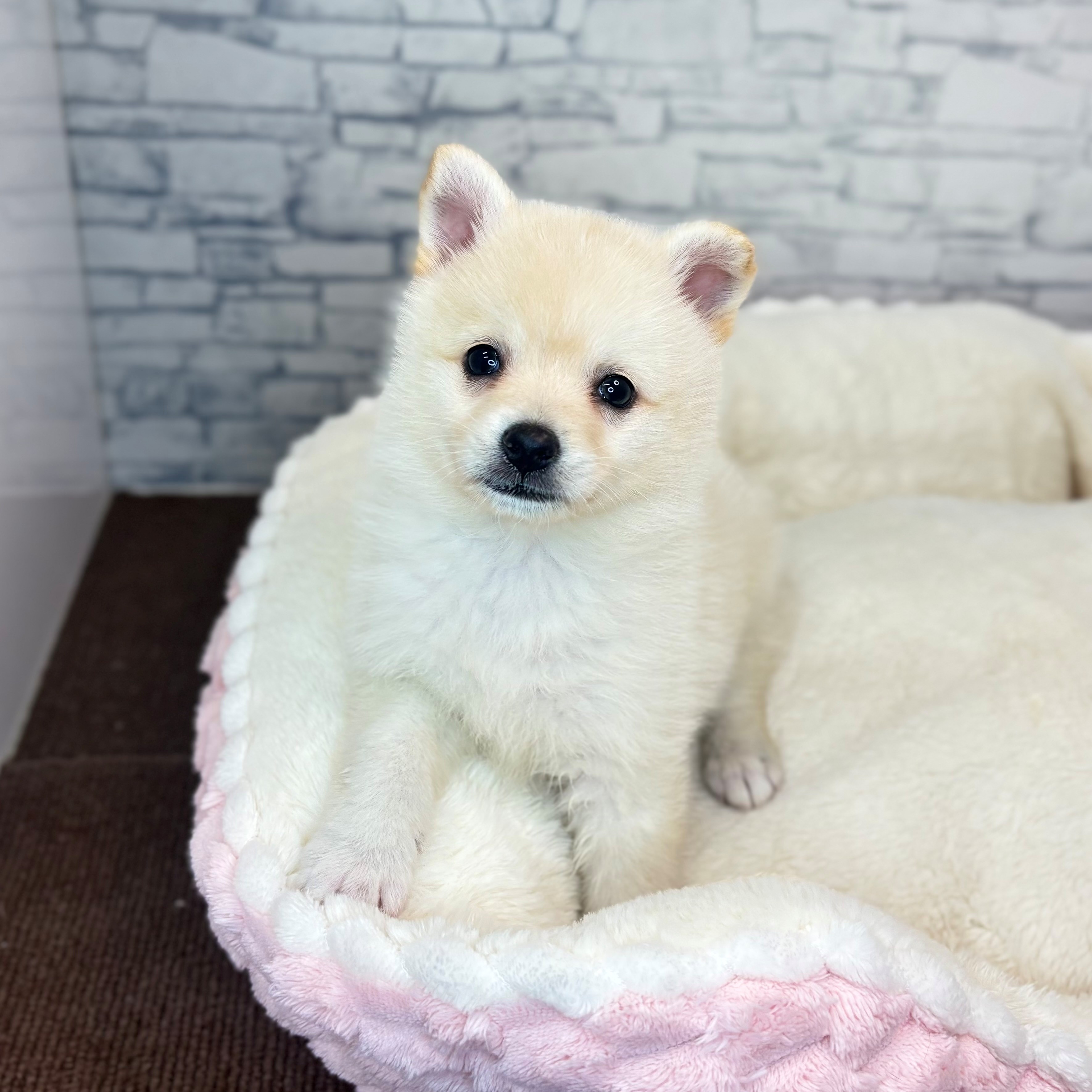 長野県のチワ柴/柴チワ/チワシバ(チワワ×柴) (犬の家＆猫の里長野店/2025年11月8日生まれ/女の子/白)の子犬