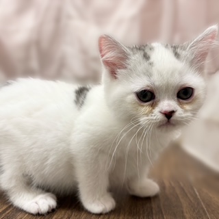 ミヌエット女の子の写真