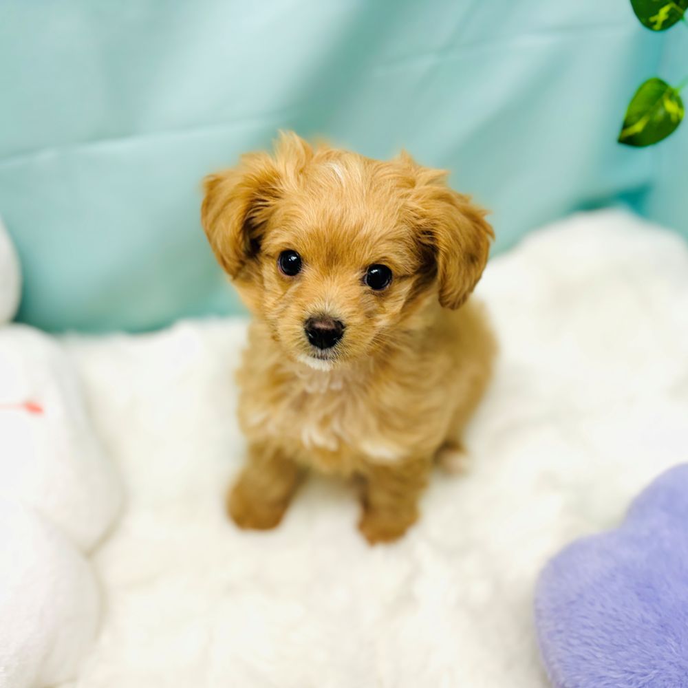 ハーフ犬男の子の写真