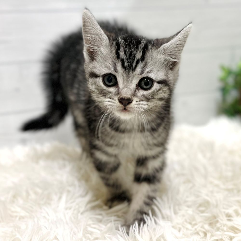 愛知県のアメリカンショートヘアー (犬の家＆猫の里豊田店/2025年11月10日生まれ/女の子/シルバータビー)の子猫