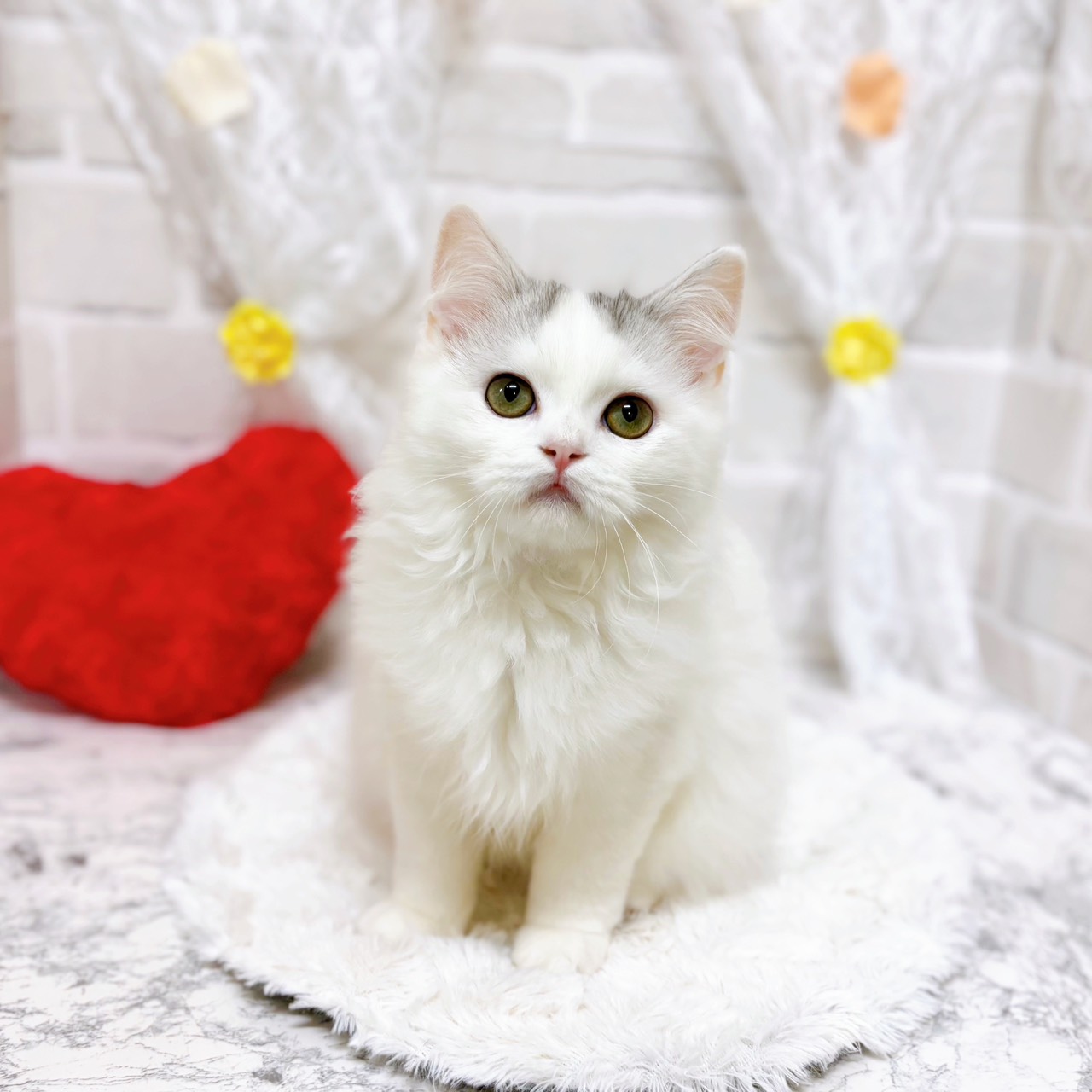 京都府のラガマフィン (犬の家＆猫の里京都精華店/2025年11月13日生まれ/女の子/シルバーパッチドタビーホワイト)の子猫の1枚目の画像