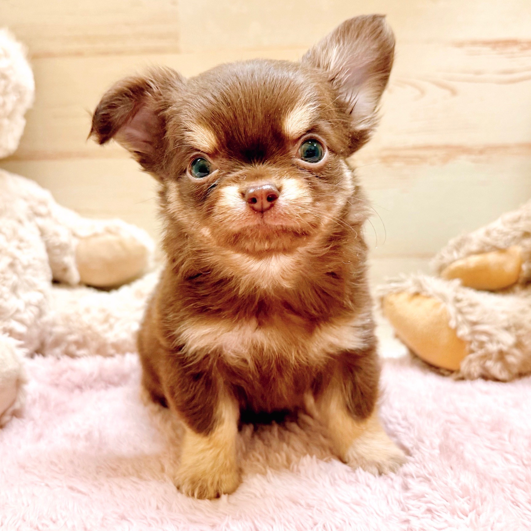 チワワ（ロング）男の子の写真