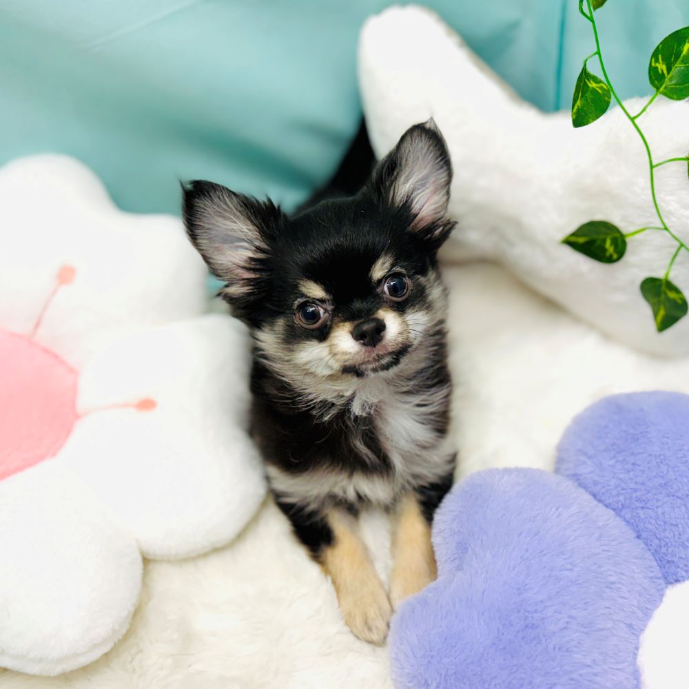 愛知県のチワワ(ロング) (犬の家＆猫の里愛知刈谷店/2025年11月25日生まれ/男の子/ブラックタンホワイト)の子犬の1枚目の画像
