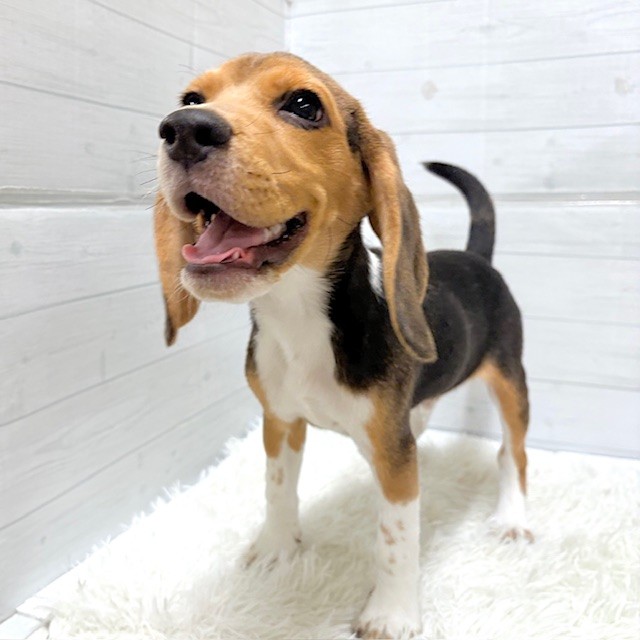 愛知県のビーグル (犬の家＆猫の里豊田店/2025年11月24日生まれ/男の子/ハウンドカラー)の子犬の1枚目の画像