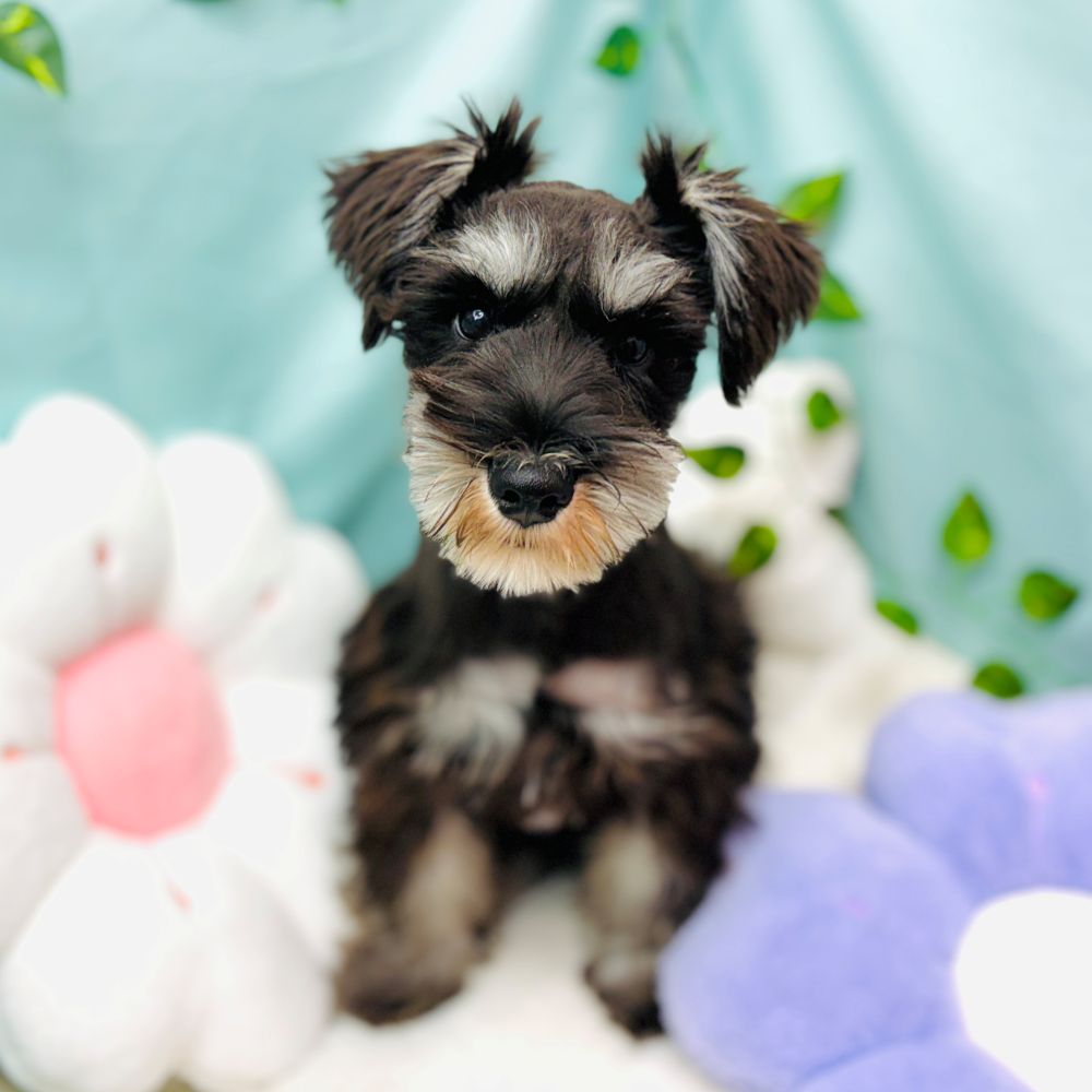 愛知県のミニチュアシュナウザー (犬の家＆猫の里愛知刈谷店/2025年11月24日生まれ/男の子/ブラックシルバー)の子犬の1枚目の画像