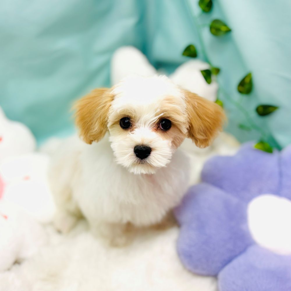 ハーフ犬男の子の写真