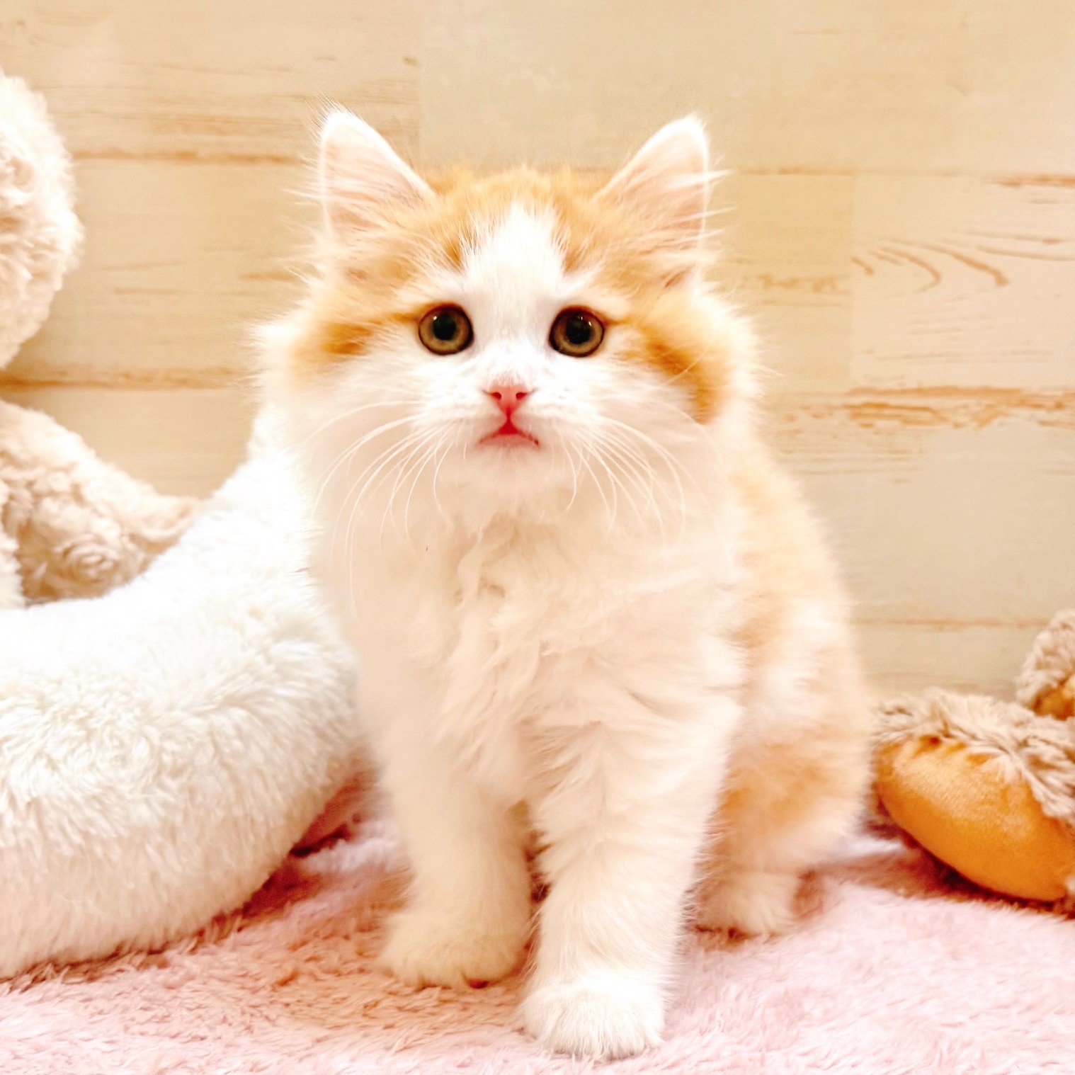 スコティッシュストレート女の子の写真