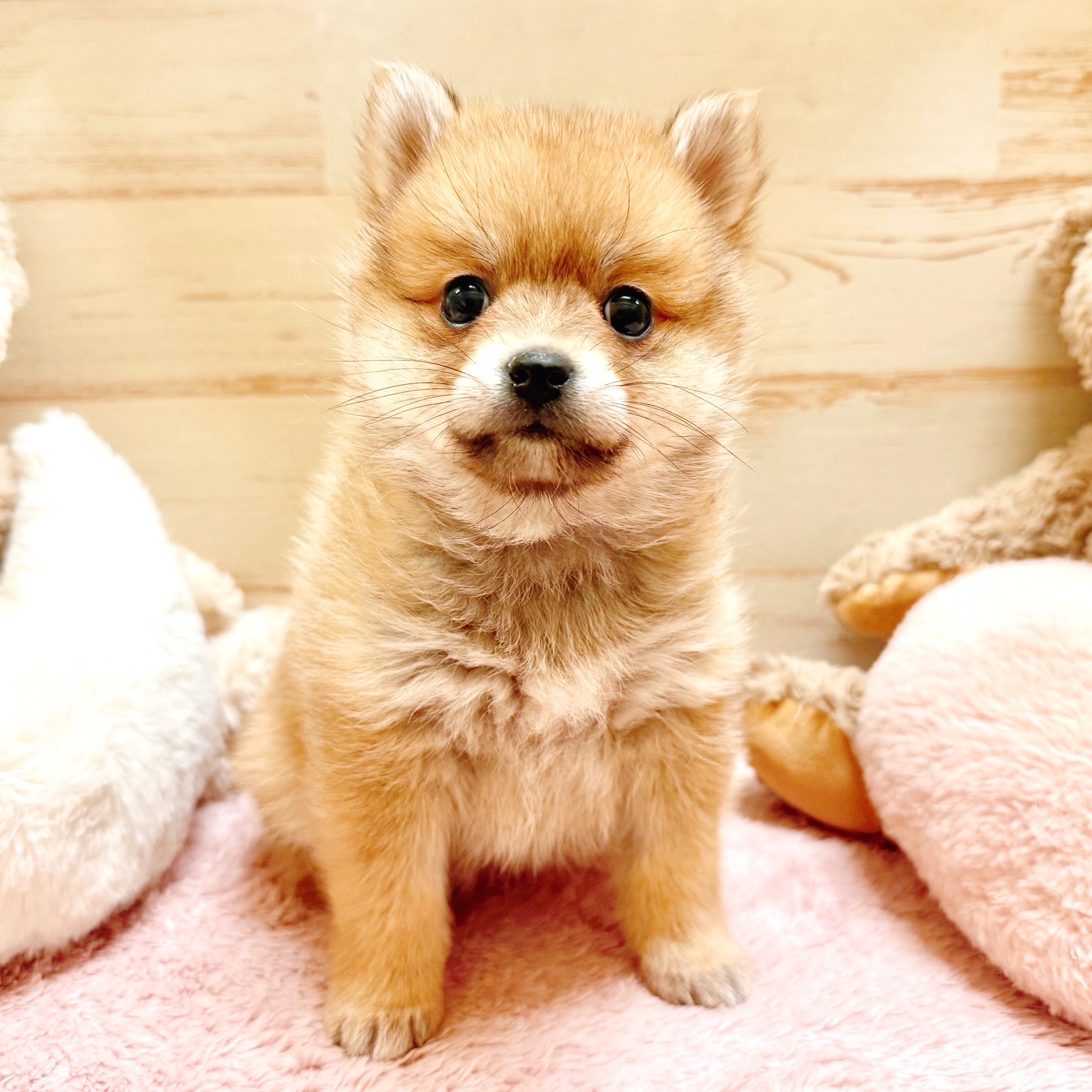 ハーフ犬女の子の写真