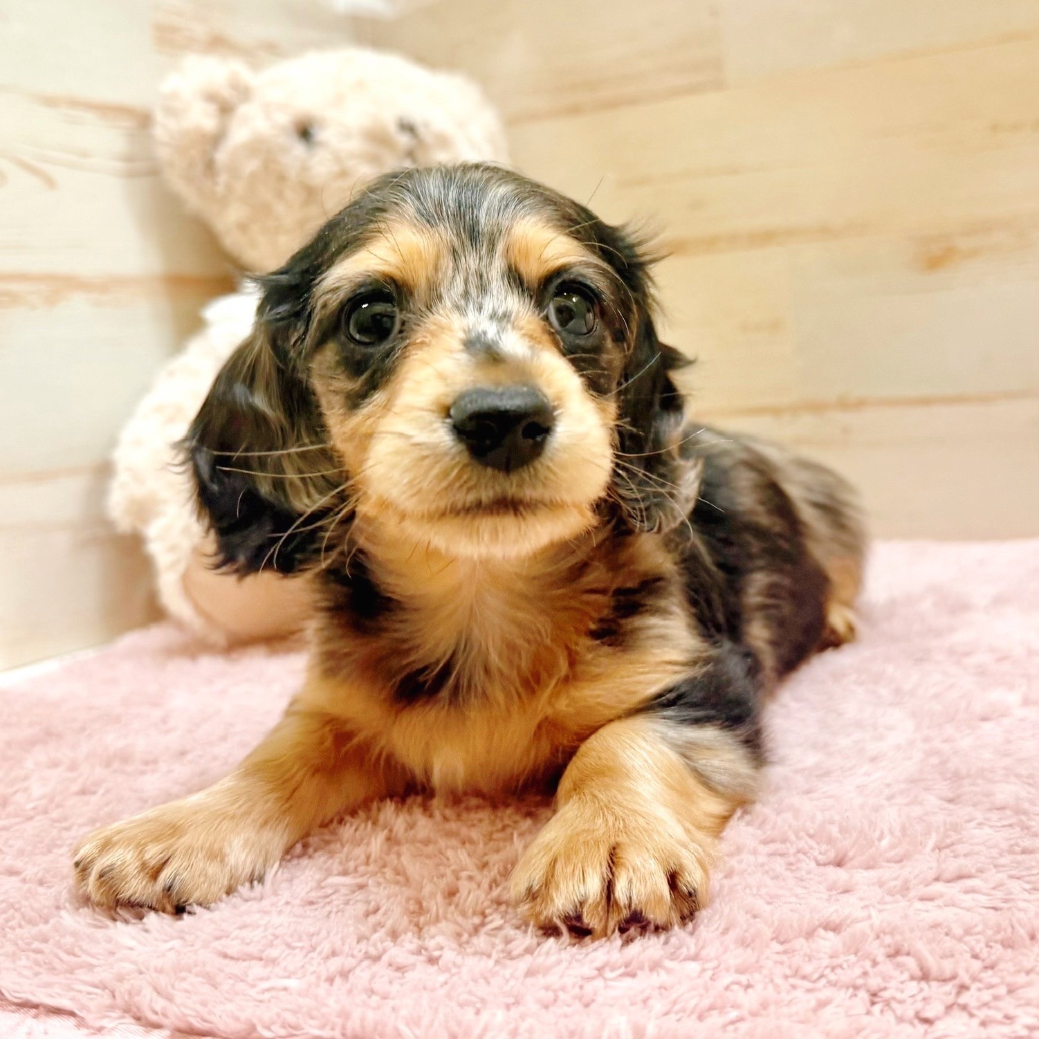 ミニチュアダックス男の子の写真