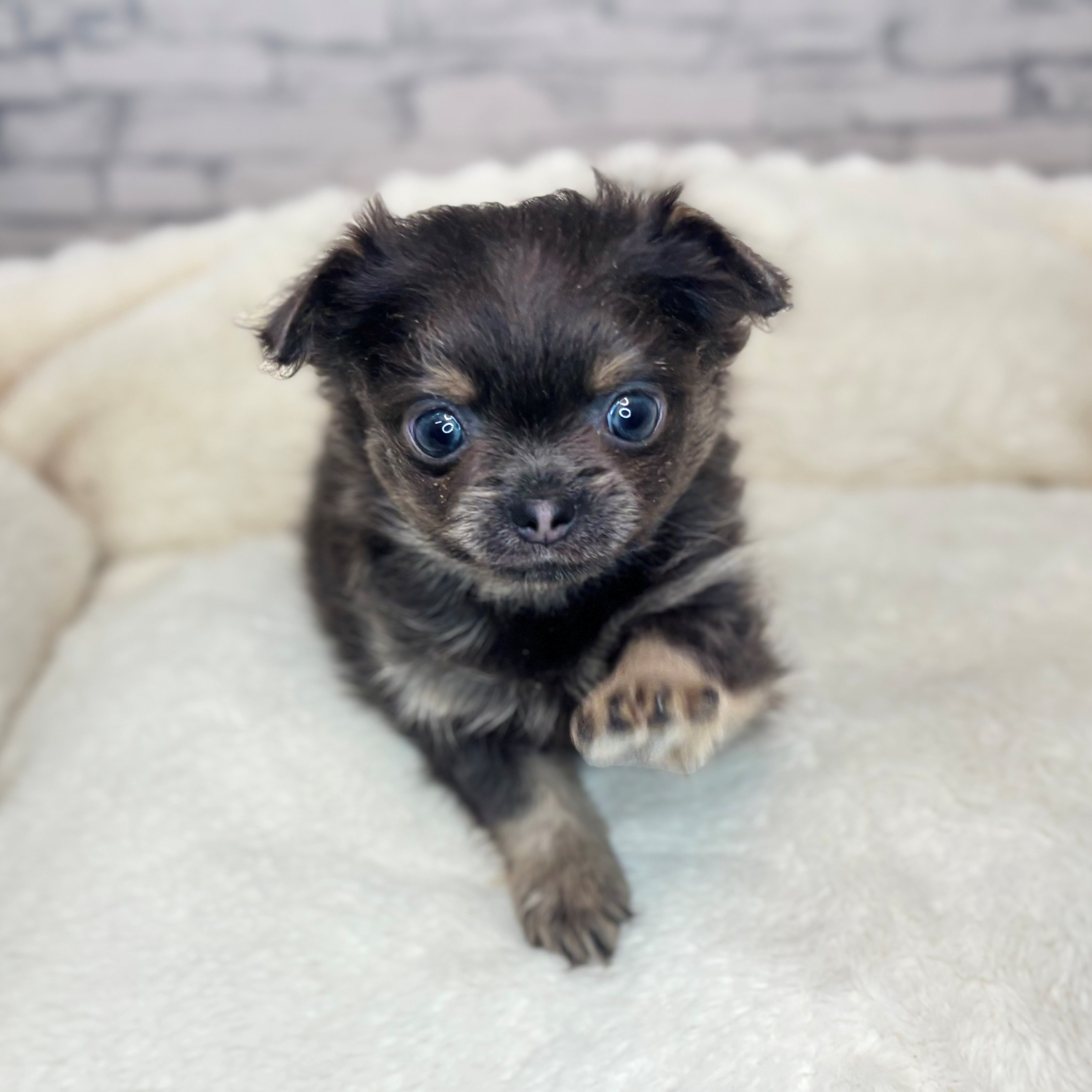ハーフ犬男の子の写真