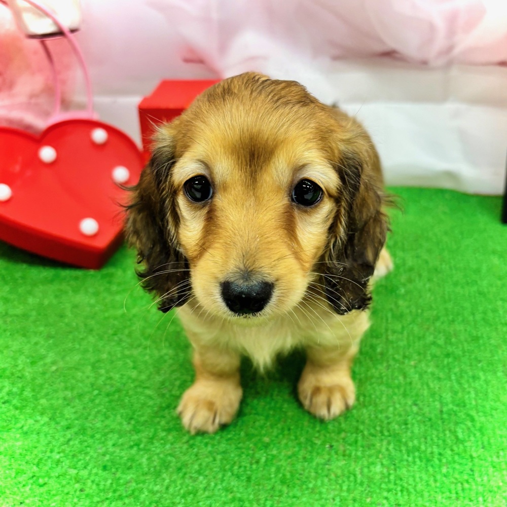 ミニチュアダックス女の子の写真