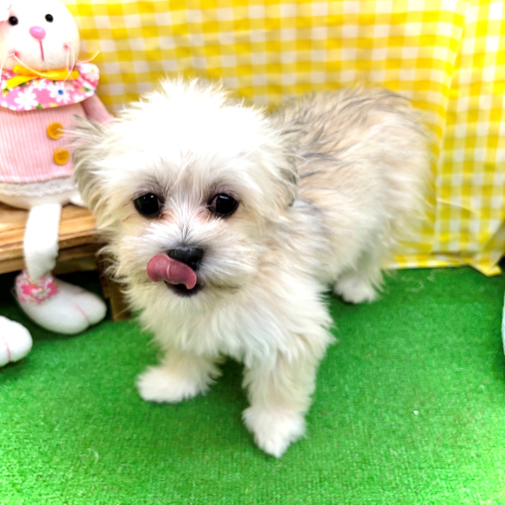 愛知県のチワマル/マルチワ(チワワ×マルチーズ) (犬の家＆猫の里名古屋天白店/2025年12月1日生まれ/女の子/フォーンホワイト)の子犬の1枚目の画像