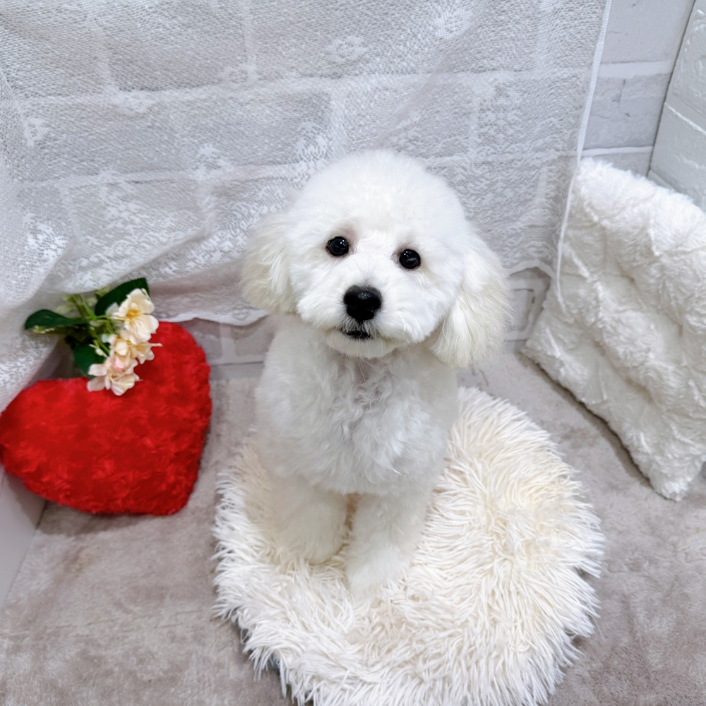 滋賀県のトイプードル(トイ) (犬の家＆猫の里長浜店/2025年12月3日生まれ/男の子/ホワイト)の子犬の1枚目の画像