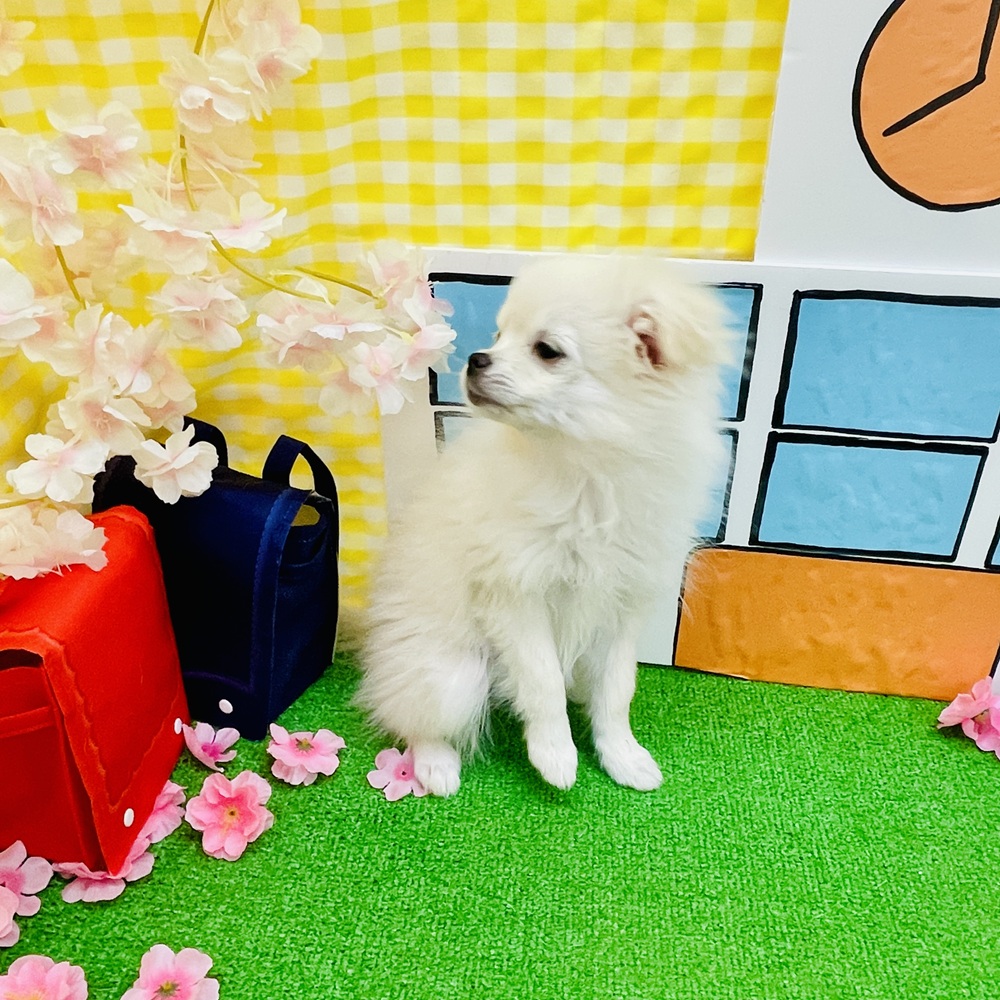 愛知県のポメチワ/チワポメ/ポメチー(ポメラニアン×チワワ) (犬の家＆猫の里名古屋天白店/2025年11月28日生まれ/女の子/クリーム)の子犬の1枚目の画像