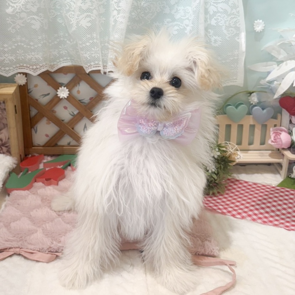 静岡県のチワプー/プーチー(チワワ×プードル) (犬の家＆猫の里富士店/2025年12月13日生まれ/女の子/クリーム)の子犬の1枚目の画像