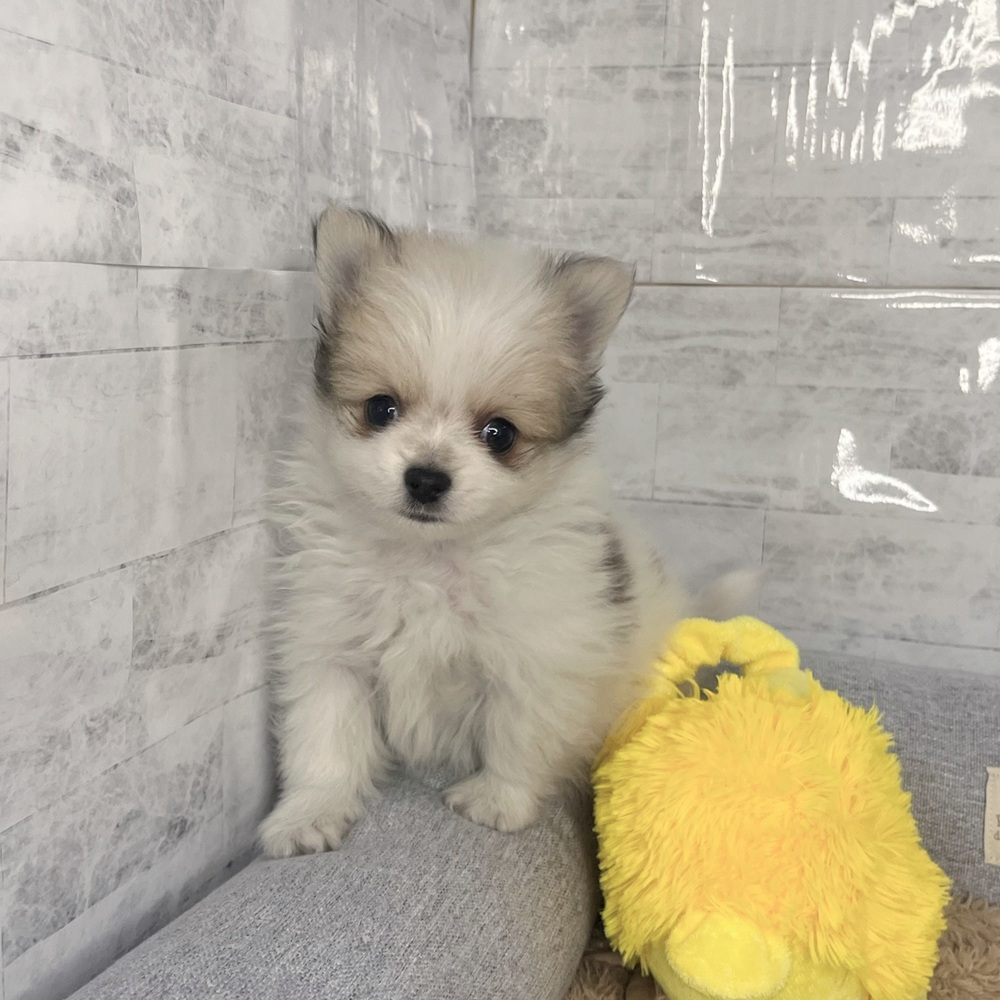 長野県のポメチワ/チワポメ/ポメチー(ポメラニアン×チワワ) (犬の家＆猫の里塩尻店/2025年12月15日生まれ/男の子/パーティーカラー)の子犬の1枚目の画像