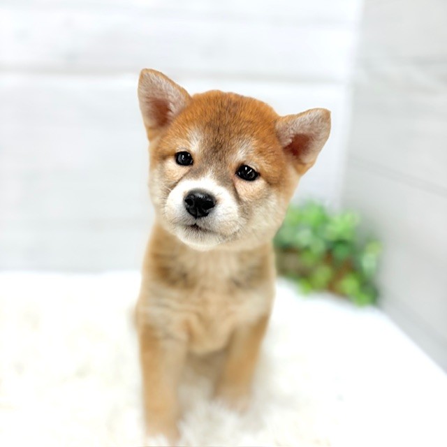 愛知県の柴犬(標準サイズ) (犬の家＆猫の里豊田店/2025年12月15日生まれ/女の子/赤)の子犬の1枚目の画像