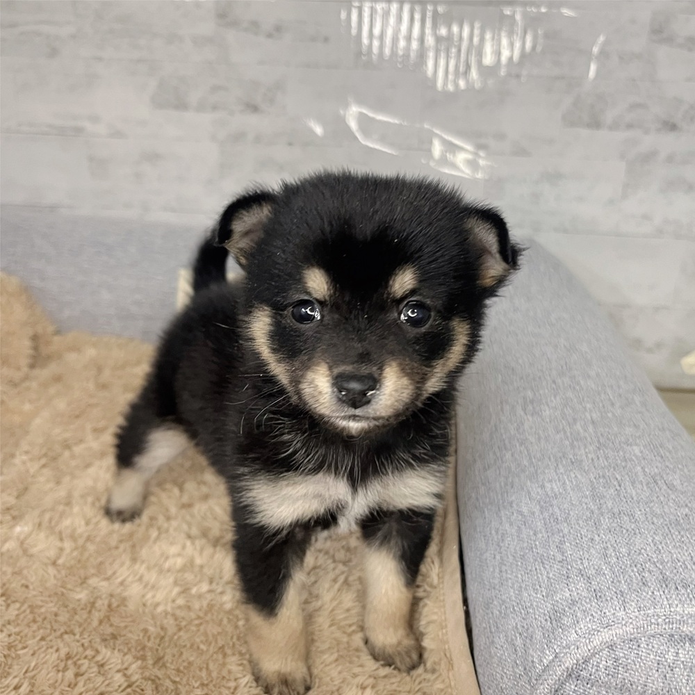 長野県のチワ柴/柴チワ/チワシバ(チワワ×柴) (犬の家＆猫の里塩尻店/2025年12月12日生まれ/女の子/黒)の子犬の1枚目の画像