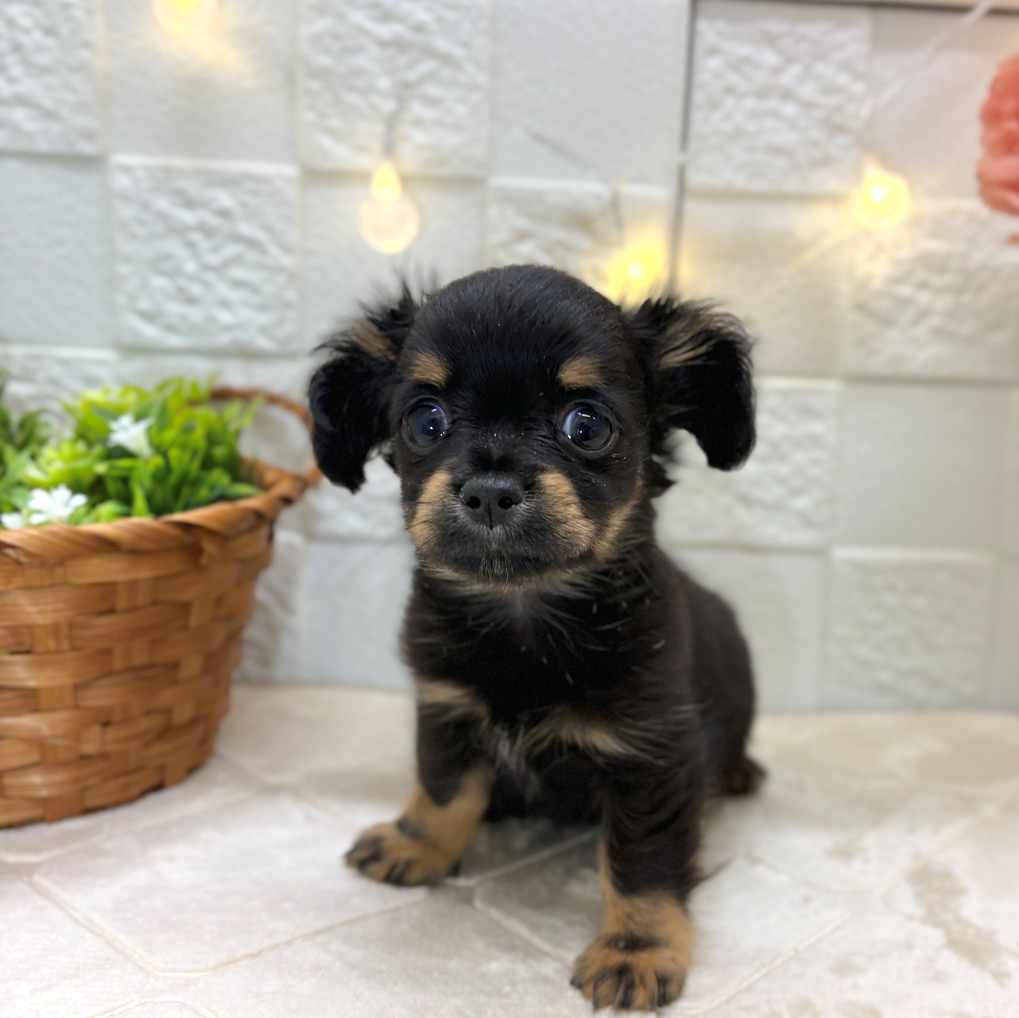 東京都のチワックス(チワワ×ダックス) (犬の家＆猫の里ペットフォレスト小平店/2025年12月16日生まれ/男の子/ブラックタン)の子犬の1枚目の画像