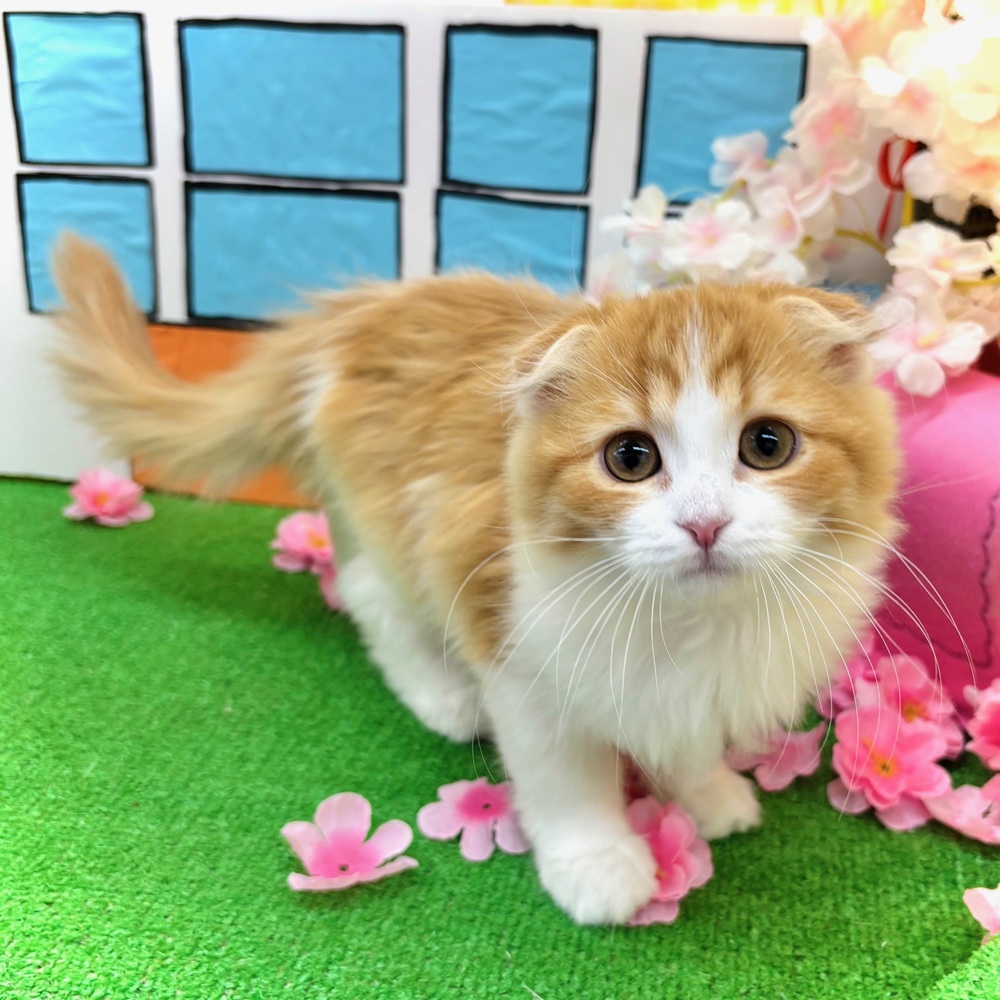 愛知県のスコティッシュフォールド (犬の家＆猫の里名古屋天白店/2025年12月13日生まれ/女の子/レッドタビーホワイト)の子猫の1枚目の画像