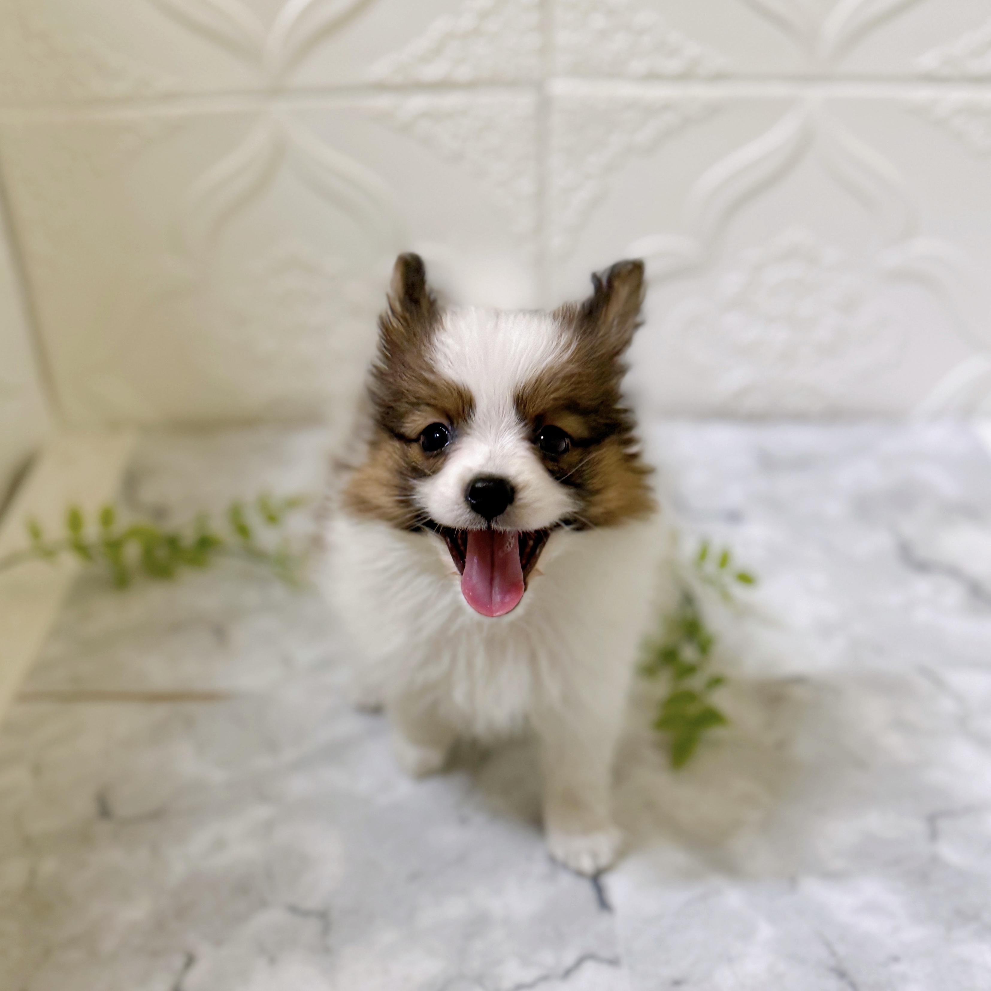 千葉県のパピヨン ホワイト＆ブラウン 女の子のご紹介(200455