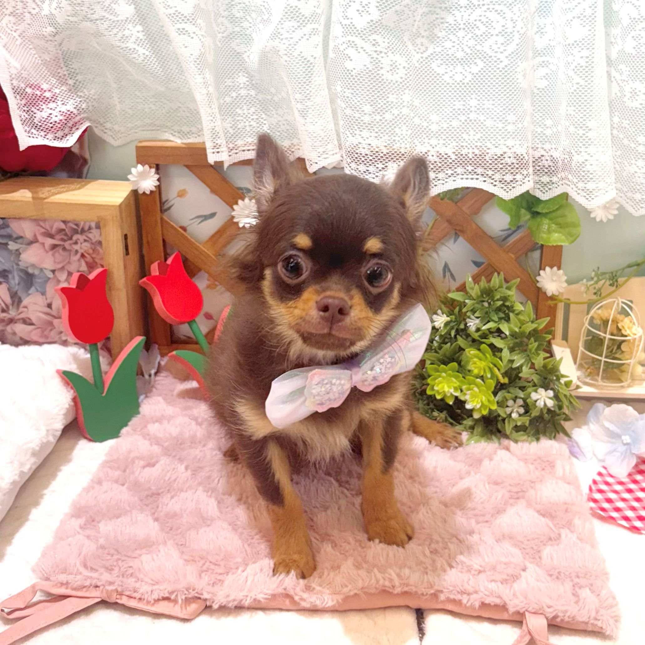静岡県のチワワ(ロング) (犬の家＆猫の里富士店/2025年12月21日生まれ/男の子/チョコレートタンホワイト)の子犬の1枚目の画像