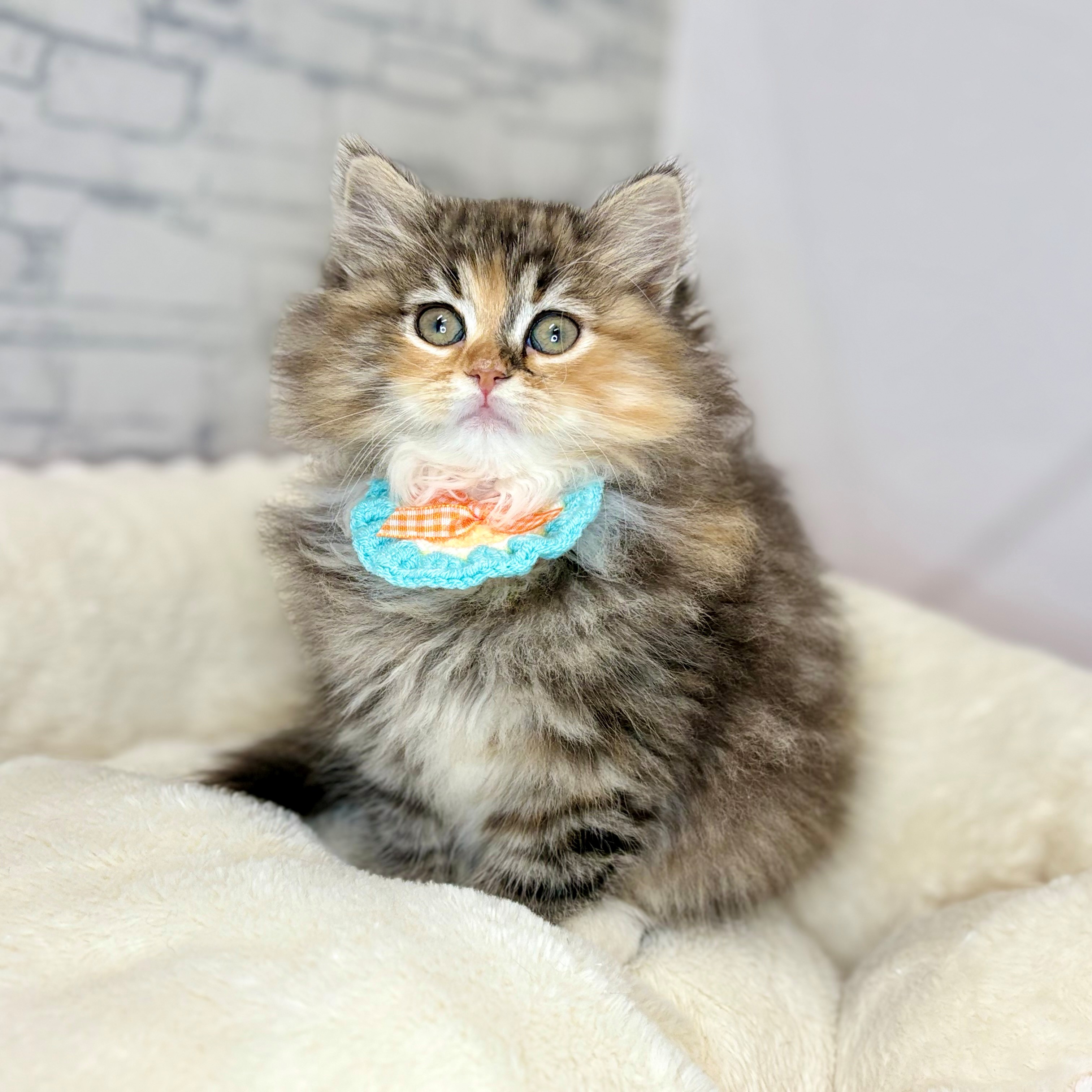 サイベリアン女の子の写真