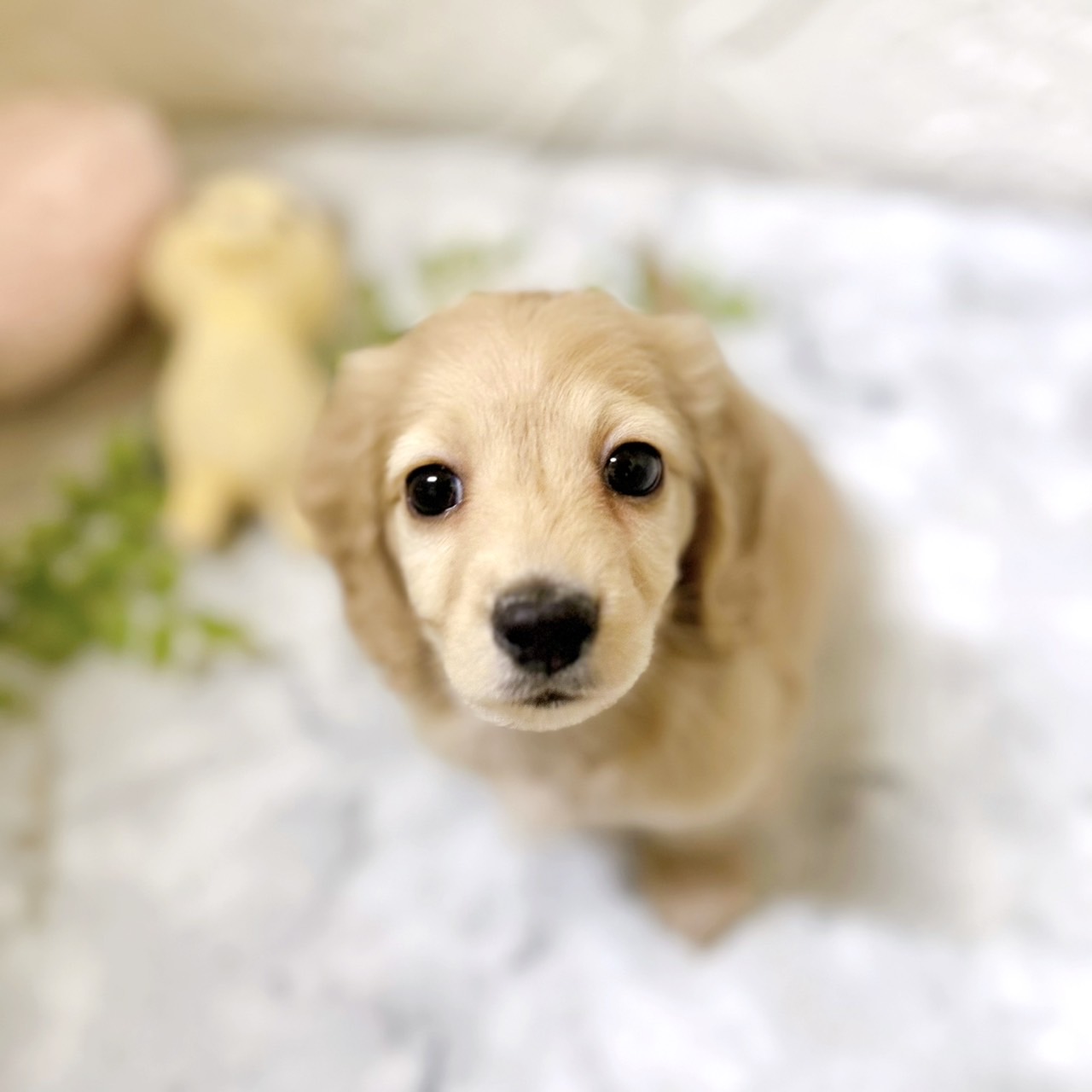 愛知県のミニチュアダックスフンド(ロング) (犬の家＆猫の里岡崎店/2025年12月23日生まれ/男の子/イエロー)の子犬の1枚目の画像