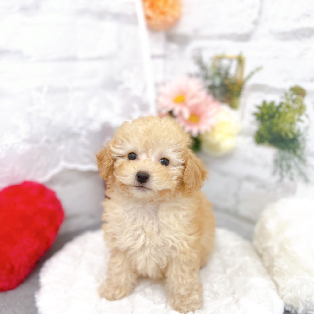 京都府のトイプードル(トイ) (犬の家＆猫の里京都樟葉店/2025年12月24日生まれ/女の子/ペールフォーン)の子犬の1枚目の画像