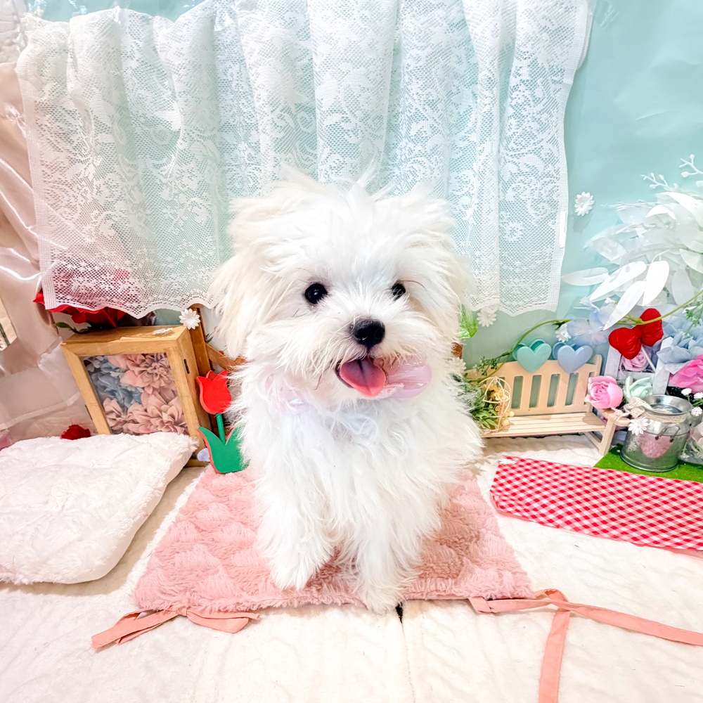静岡県のチワマル/マルチワ(チワワ×マルチーズ) (犬の家＆猫の里富士店/2025年12月23日生まれ/女の子/ホワイトクリーム)の子犬の1枚目の画像