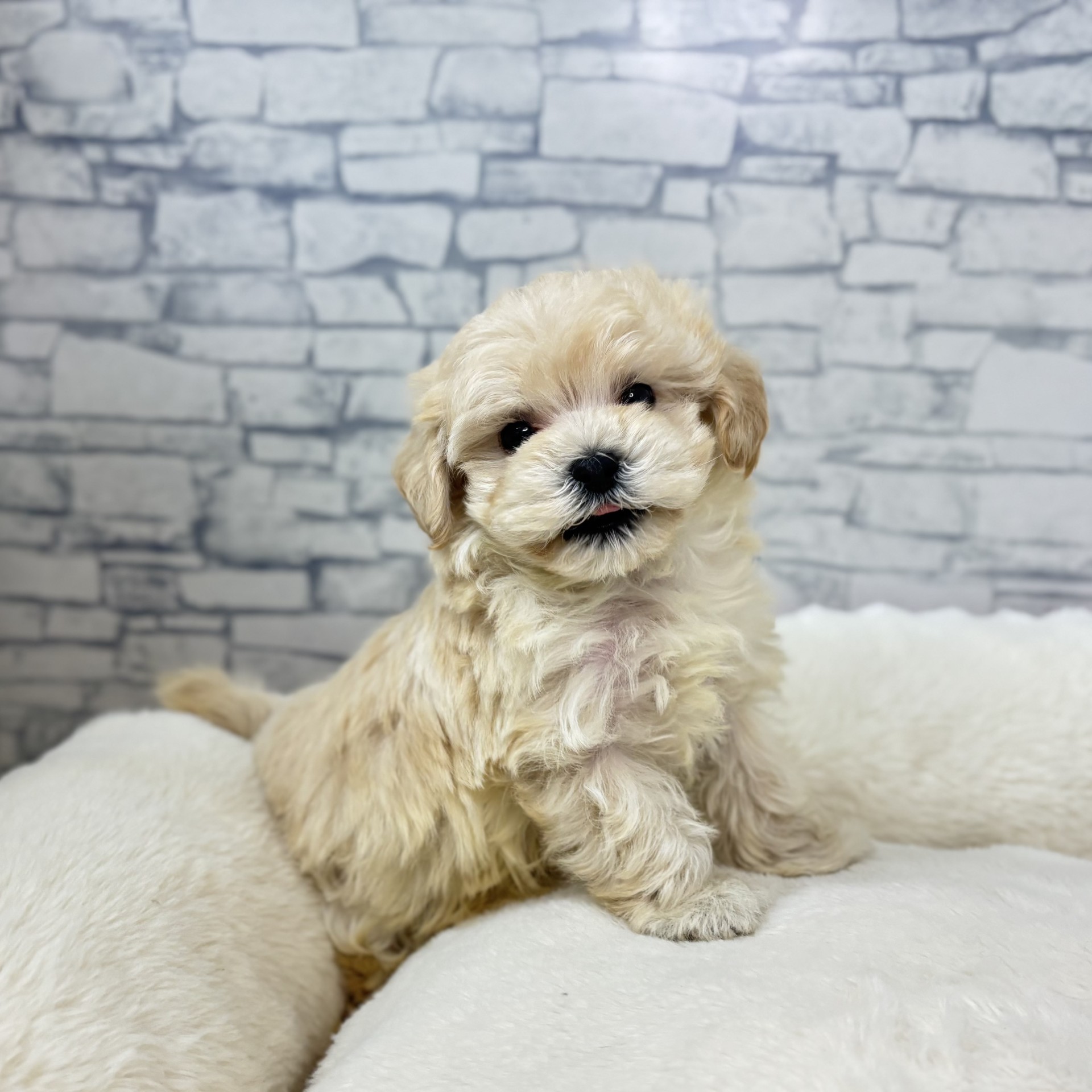 ハーフ犬男の子の写真