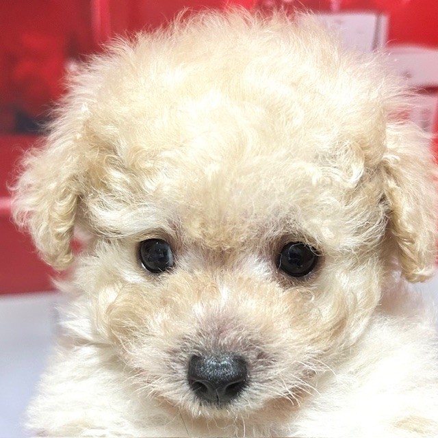 福岡県のトイプードル(ティーカップ) (犬の家＆猫の里トリアス久山店/2025年12月30日生まれ/男の子/シャンパン)の子犬の1枚目の画像