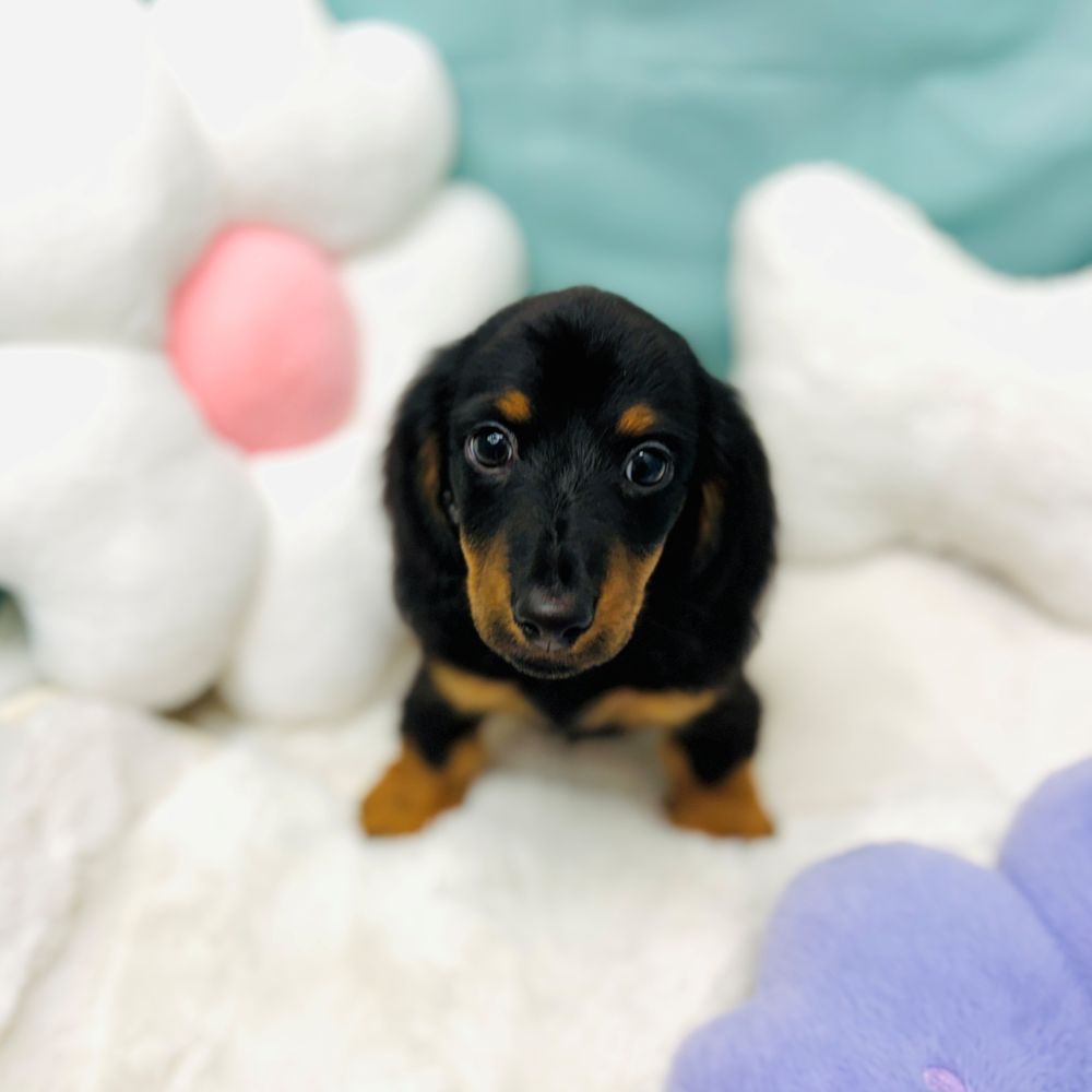 ミニチュアダックス男の子の写真